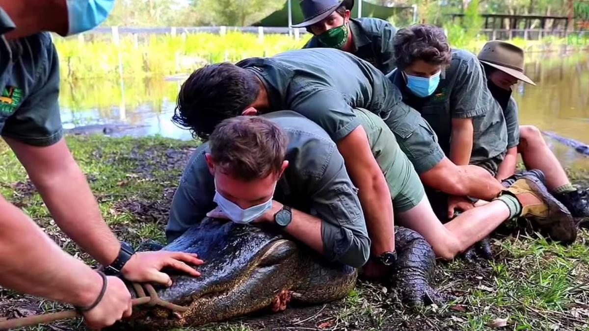 Photo: (Australian Reptile Park/Facebook)