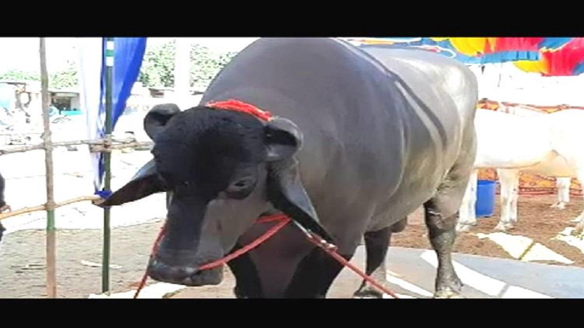 MP: मंदसौर में भैंसे ने ली मालिक की जान, ग्रामीणों ने 5 गोलियां मारीं तब जाकर मरा