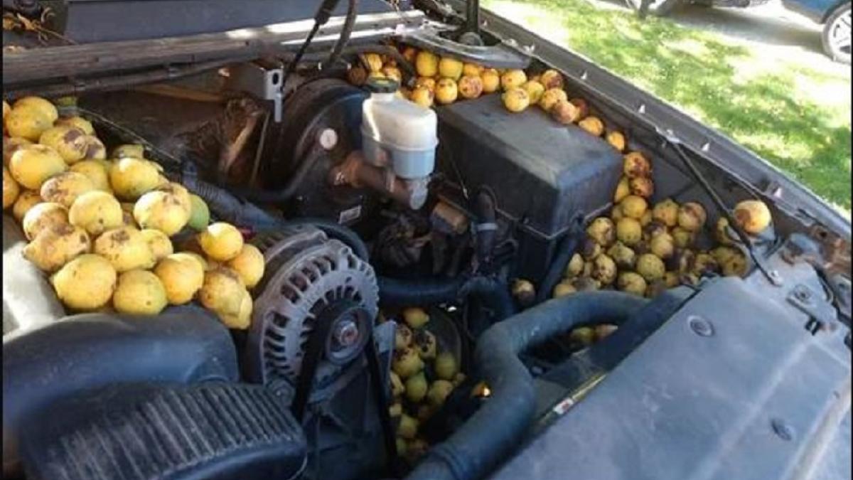 गिलहरी ने चुराई 42 गैलन अखरोट, छुपाने के लिए कार के बोनट को बनाया अड्डा!