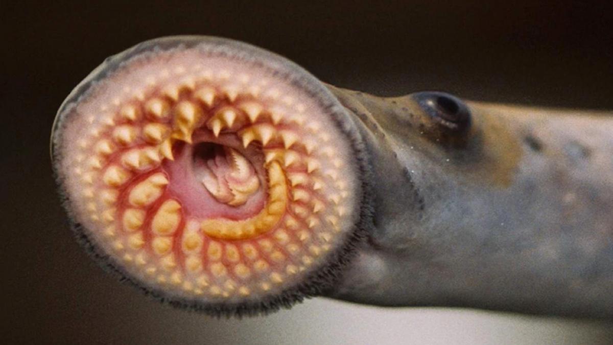 'Living Dinosaur': 20 साल बाद मिला खून पीने वाला रहस्यमयी जीव