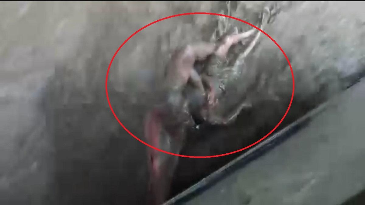 बस कंडक्टर ने बचाई टूरिस्ट और उसके बच्चे की जान