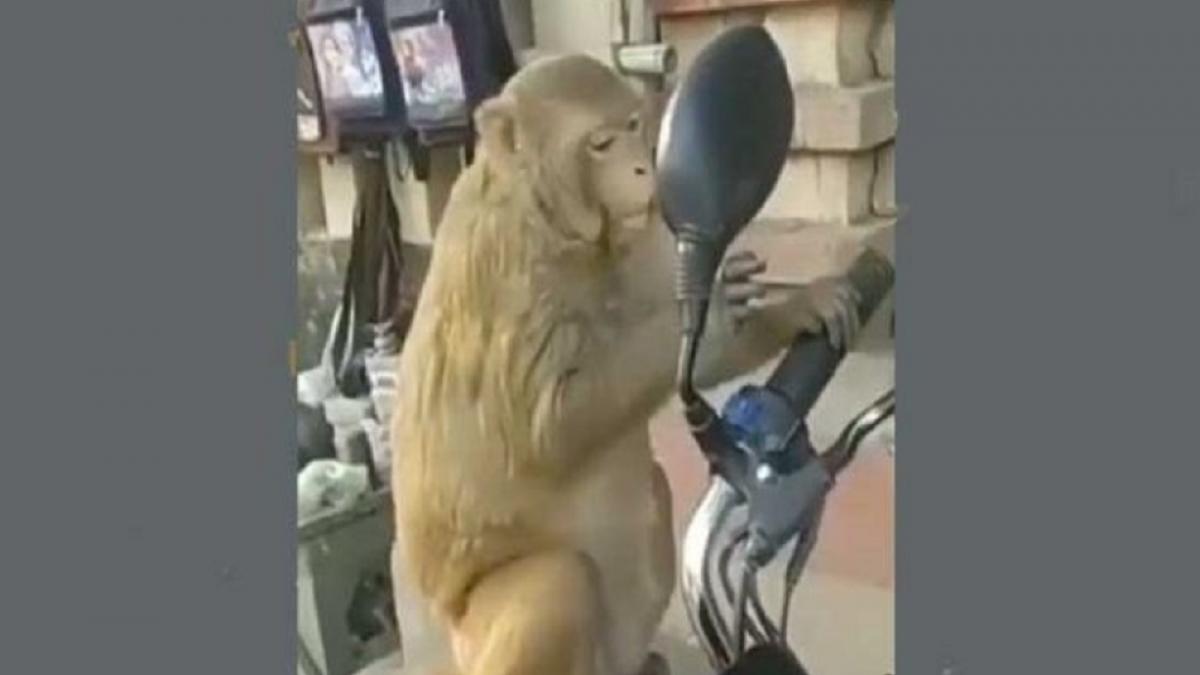 बाइक पर खुद को आईने में देखकर चौंक गया बंदर, वीडियो देख नहीं रुकेगी हंसी