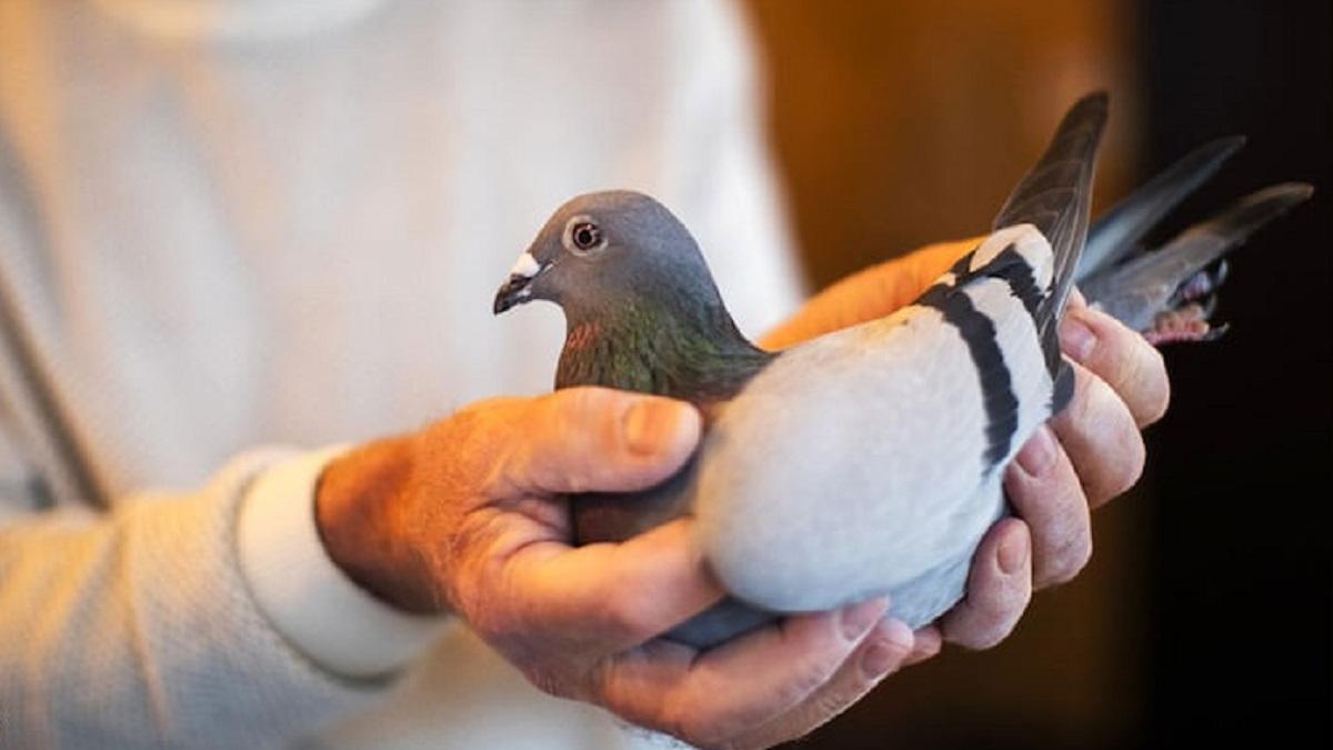 कबूतरबाज़ी पर भिड़े दो गुट (सांकेतिक फोटो)