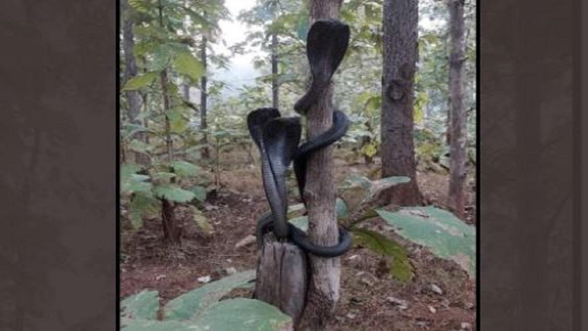 फोटो सौ. (ट्विटर- @susantananda3)