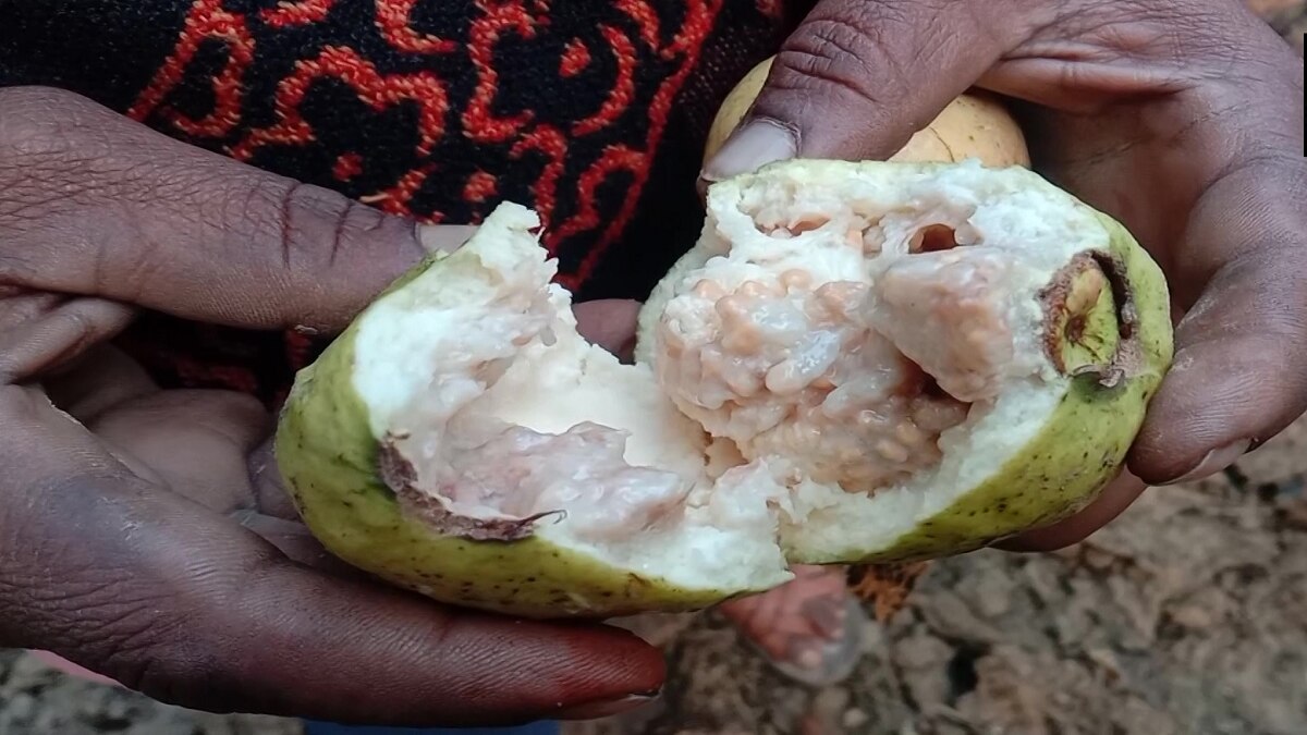 Pink Guava harvest has been ruined