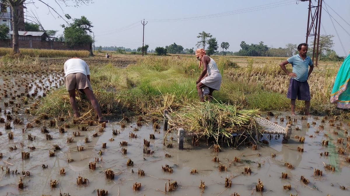 खेतों में जलजमाव से किसानों को परेशानी