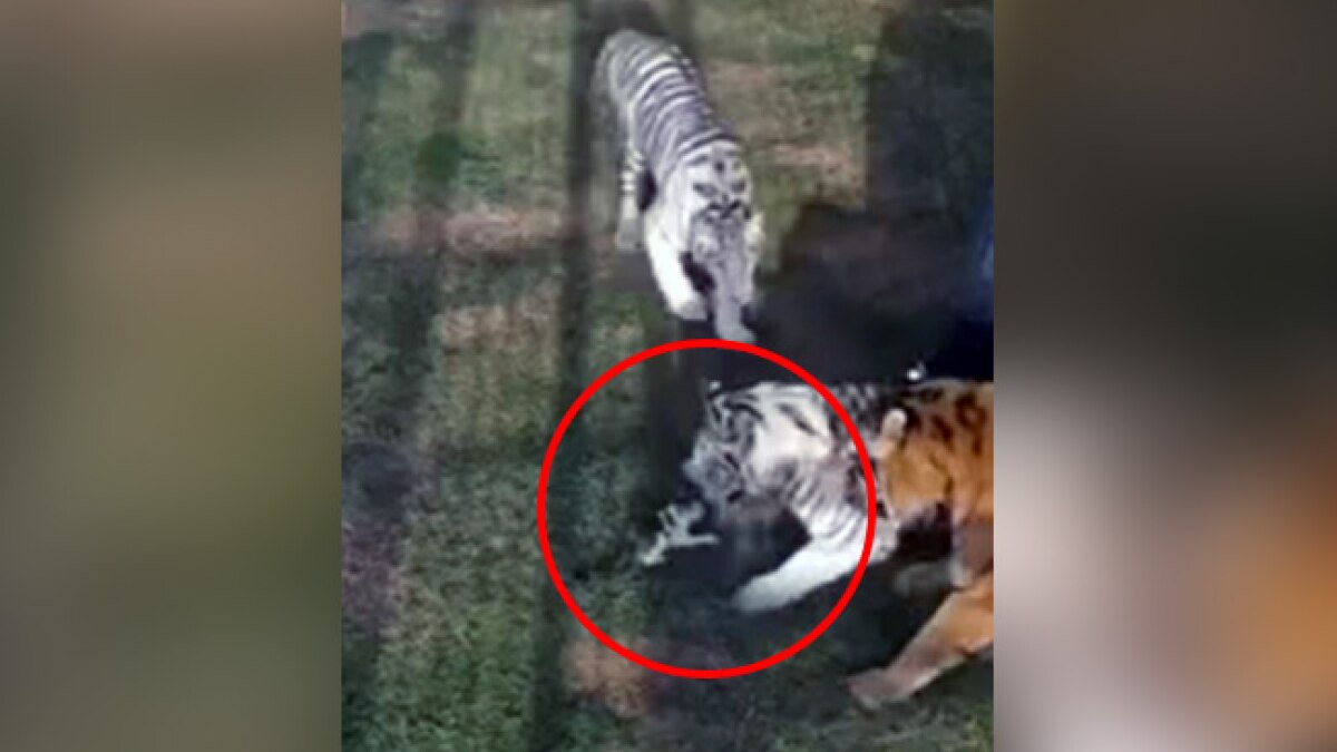 बिल्ली के बच्चे पर हमला करते बाघ