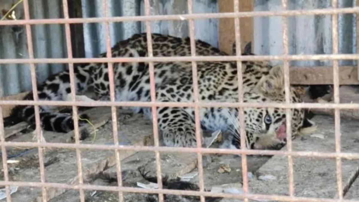 मुर्गियों को शिकार बनाने के बाद जाल में फंसा तेंदुआ