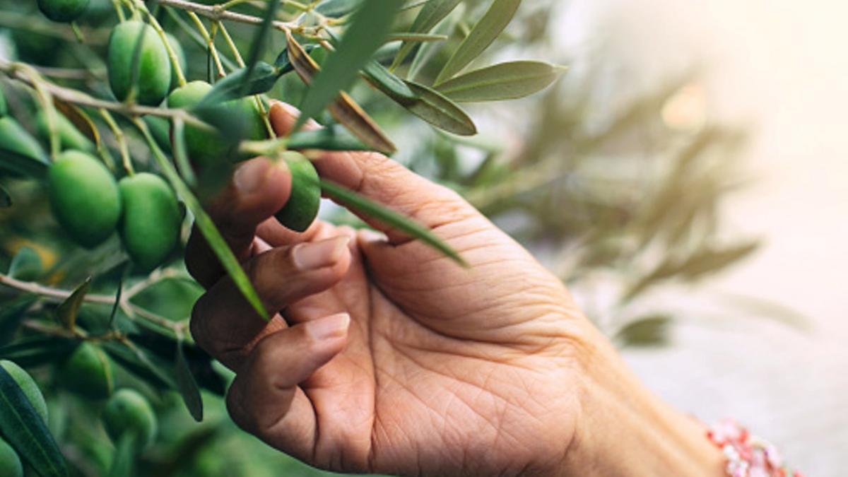 स्पेन से आया ओलिव ट्री (प्रतीकात्मक तस्वीर: Getty Images)