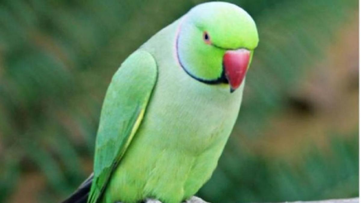 सांकेतिक तस्वीर