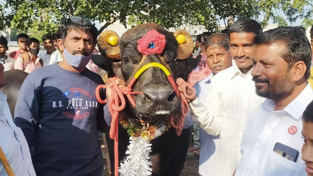 80 लाख रुपये का भैंसा