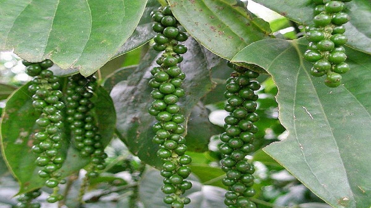 Black Pepper Farming