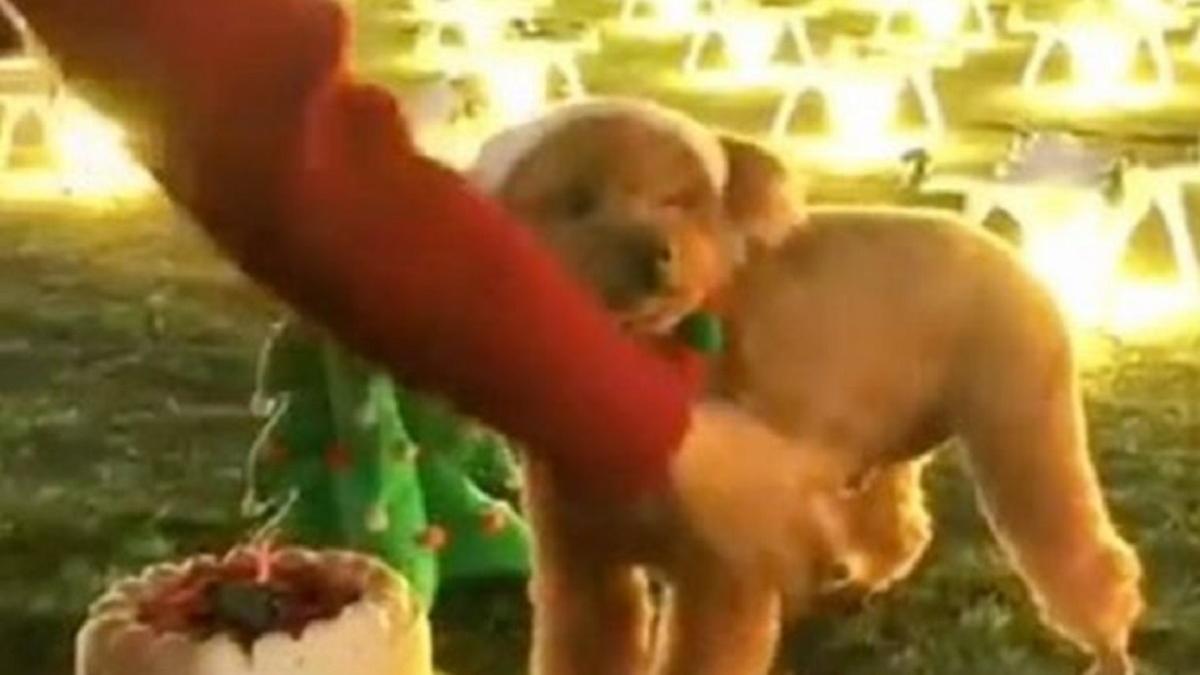 डॉगी के बर्थडे पर महिला ने खर्च किये 11 लाख, खास अंदाज में किया सेलिब्रेट