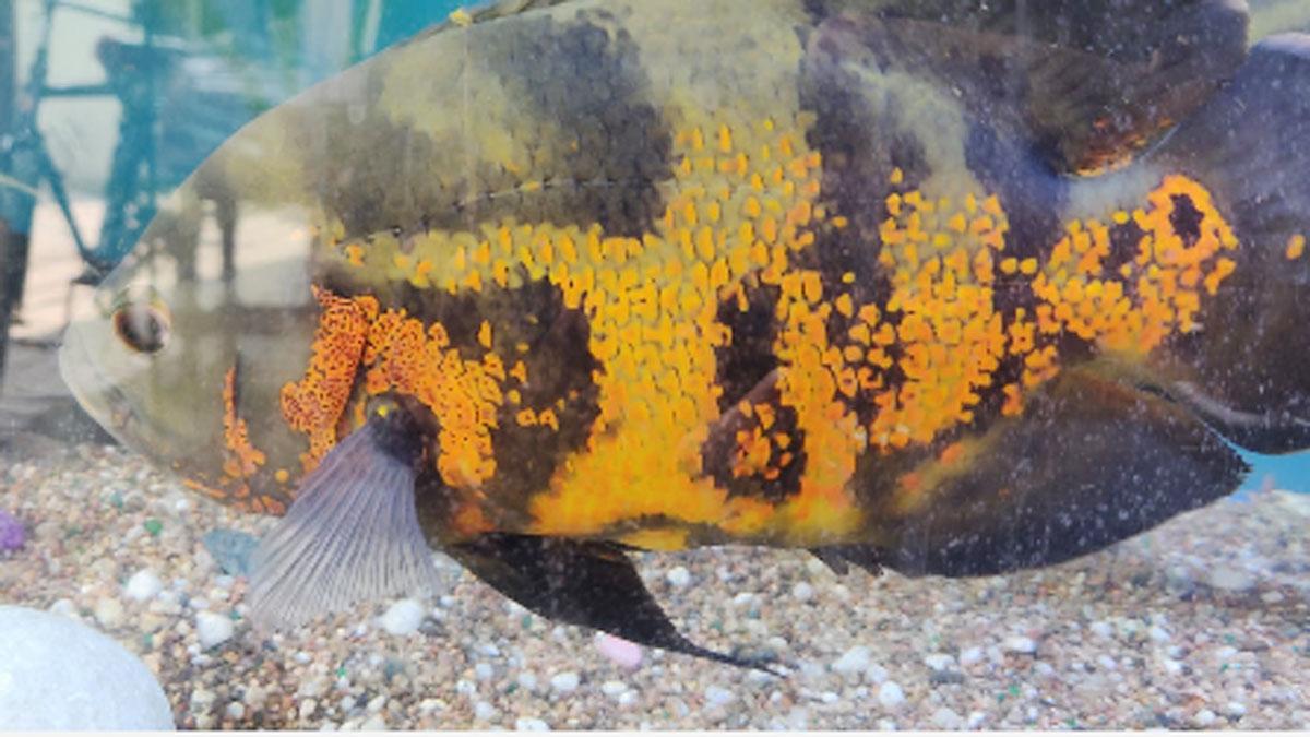 मछ्ली के एक तरफ लिखा अल्ला दूसरी तरफ लिखा मोहम्मद