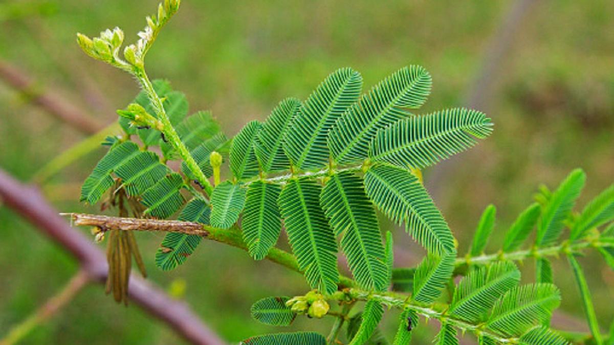 lucky plant (Photo/Getty image)