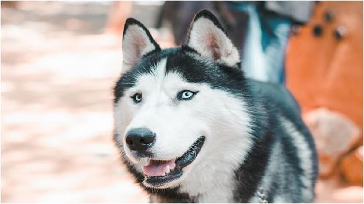 बर्फीले पर्वत में फंस गया था शख्स, 13 घंटे तक ऊपर लेटा रहा कुत्ता, बचा ली जान