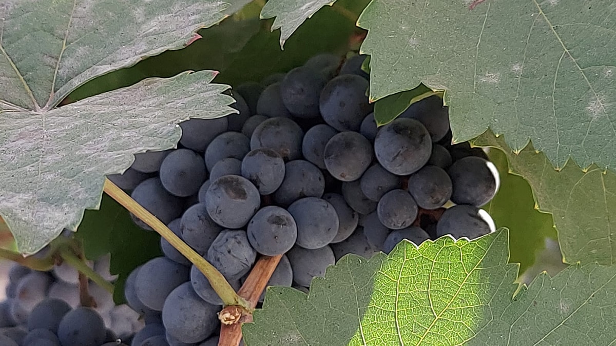 grape garden on terrace