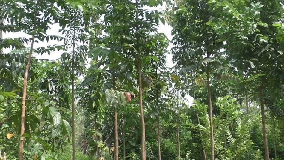 Mahogany Tree Profit: अपने खेत में लगवाएं महोगनी के पेड़, कुछ साल बाद बन सकते हैं करोड़पति! - Mahogany Farming business idea farmers can earn Crores in Years by planting trees Mahogany
