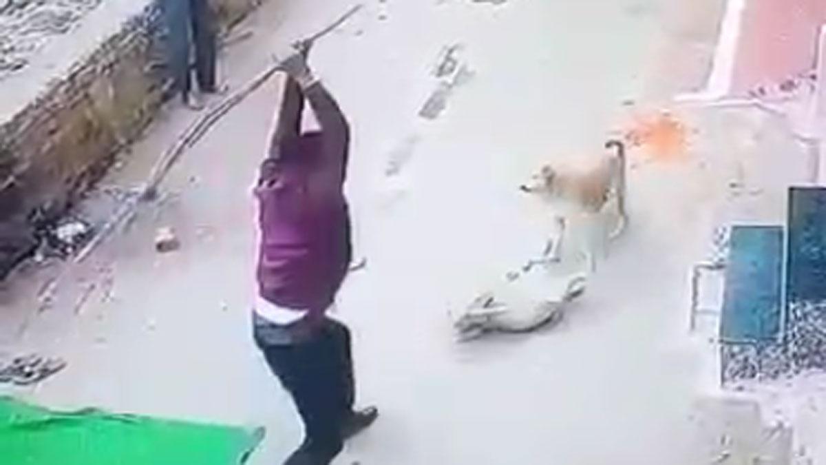 युवक ने स्ट्रीट डॉग को पीट-पीटकर मार डाला