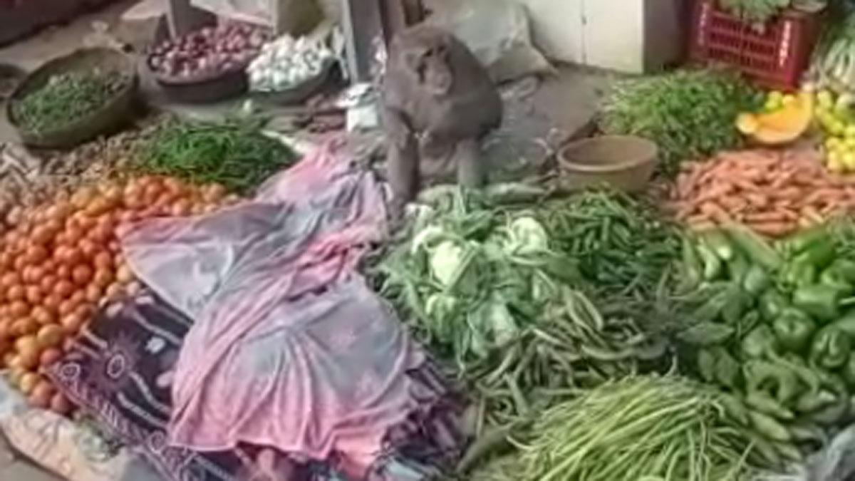दुकान पर सब्जी बेचने लागा बंदर 