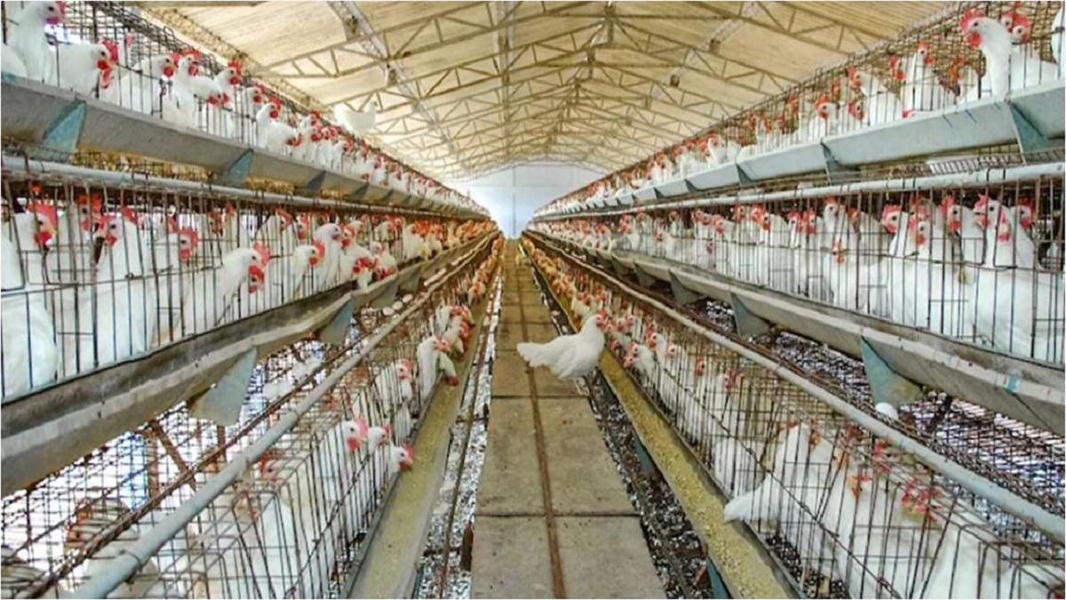 सांकेतिक तस्वीर.