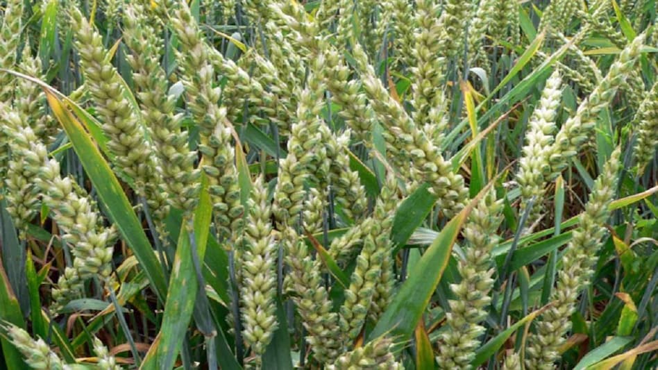 फसलों को फायदा पहुंचाएगी ठंड की ये रिमझिम बारिश, ये रही वजह - winter rainfall bring relief for farmers will be benefecial for rabi crops lbsa - AajTak