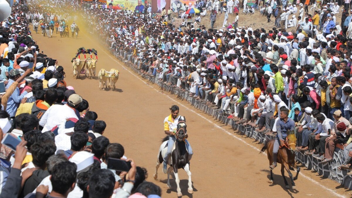 बैलगाड़ी दौड़