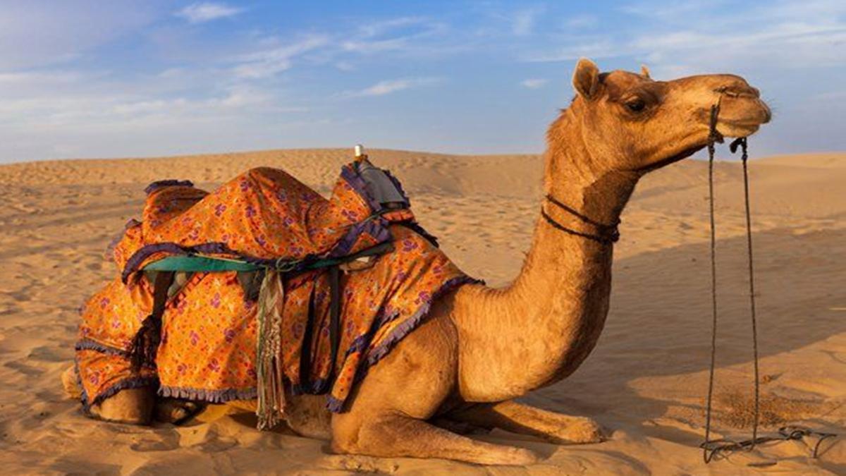 UPSC Interview Questions: प्रतीकात्मक तस्वीर (Pinterest)