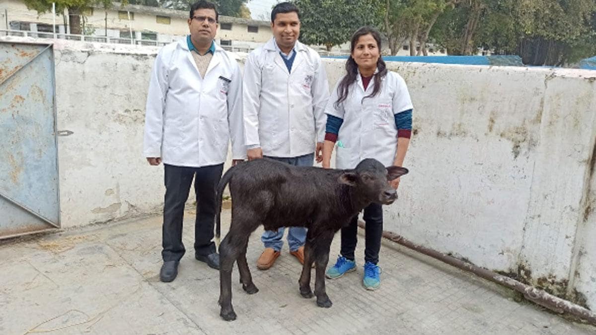 भैंस की पूंछ के टुकड़े से पैदा किए कटड़ा-कटड़ी के क्लोन, वैज्ञानिक बोले- बहेंगी दूध की नदियां - Cloning Buffalo Calf Born Milk Revolution Production Increase Farmers India ...