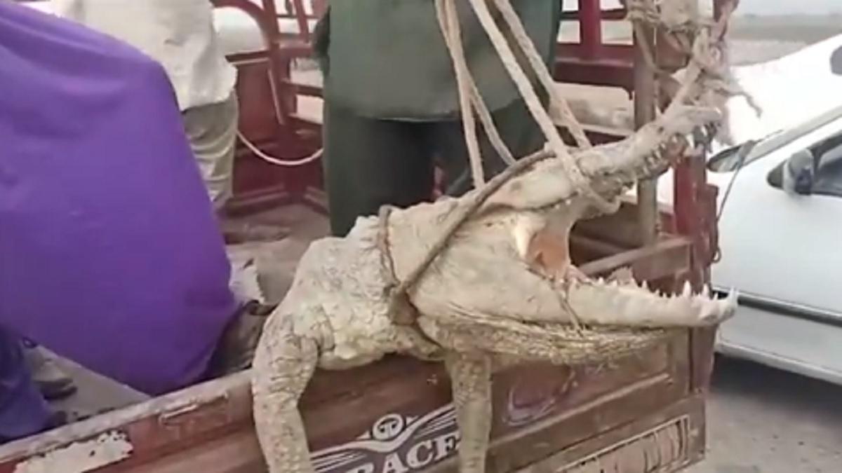 बकरी को मगरमच्छ ने खाया तो गांव वालों ने लिया खौफनाक बदला