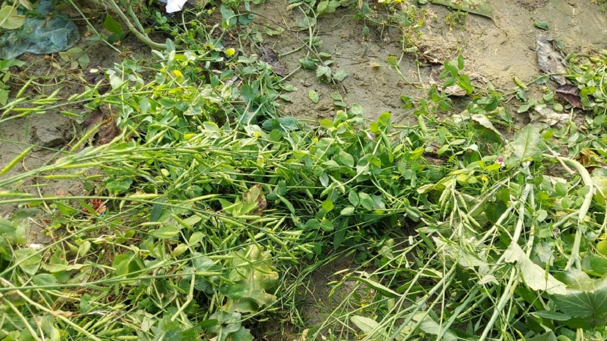Rain destroyed crops