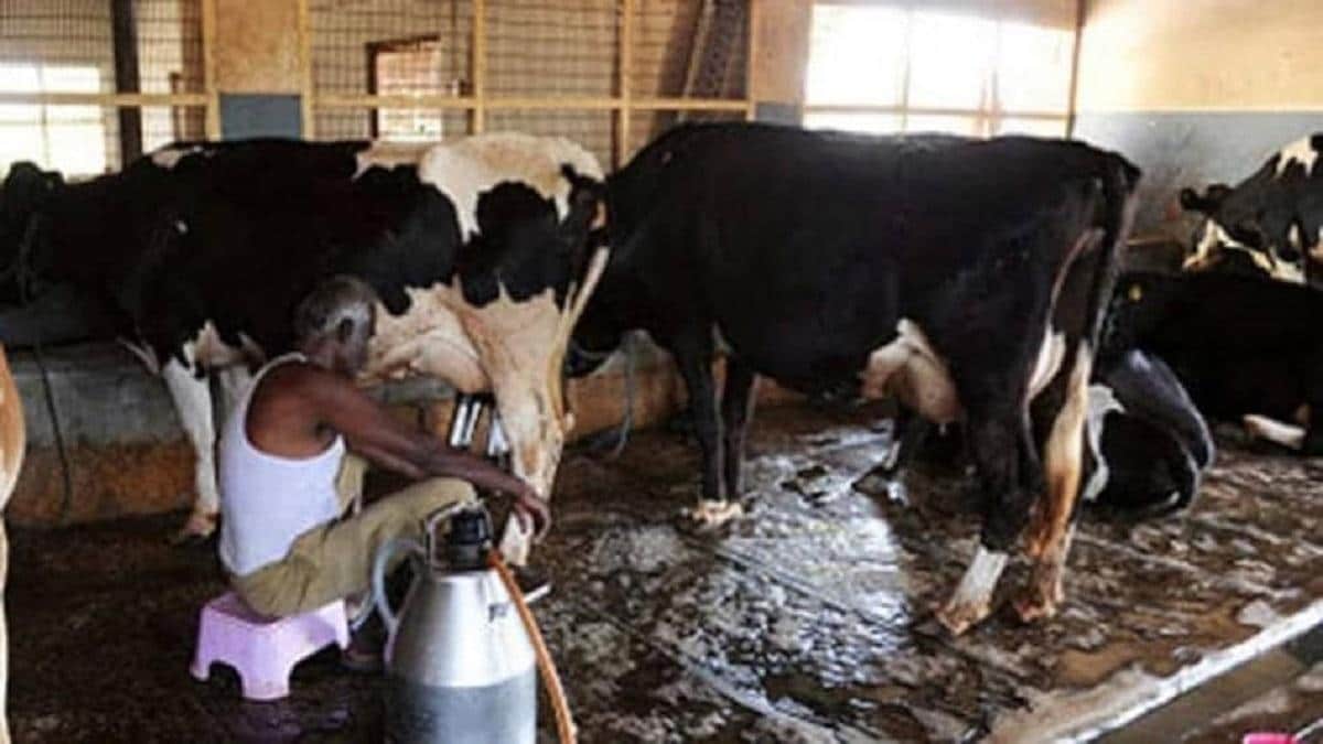 Dairy Farming: डेयरी उद्योग में निवेश कर कमाएं लाखों का मुनाफा, सरकार से मिलेगी सब्सिडी - Farmer can earn profit of lakhs by Dairy Farming and investing in dairy industry know details