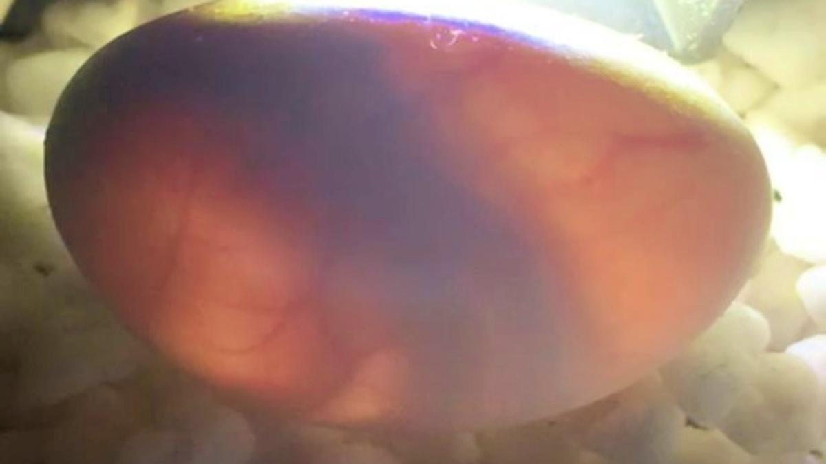 यहां मिले 'एलियन जैसे' अंडे, भरा हुआ है सबसे खतरनाक जहर! PHOTO