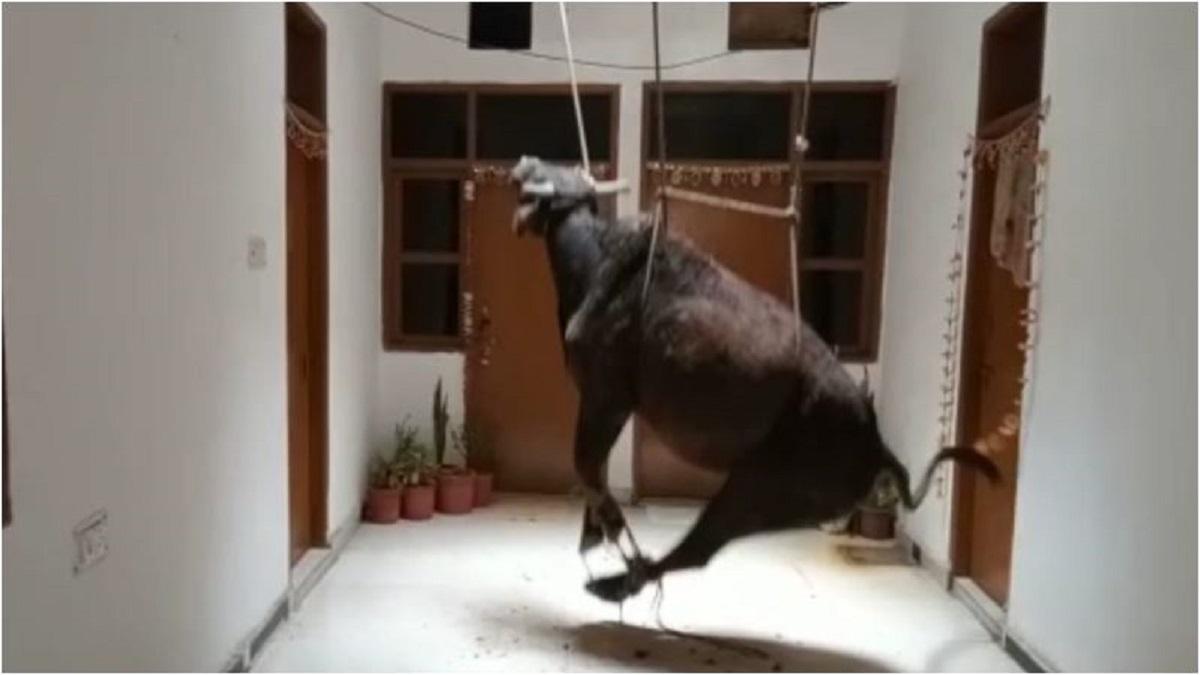 पुलिस और नगर निगम की टीमों ने मिलकर किया रेस्क्यू.