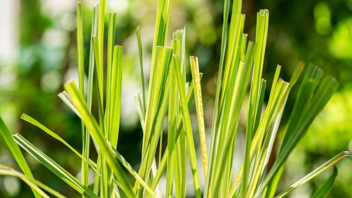 Lemongrass Cultivation