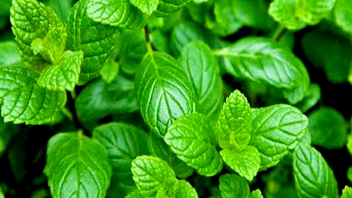Peppermint or Mentha farming business idea