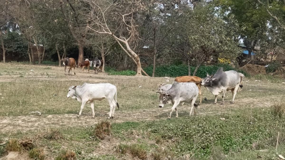 UP चुनाव में आवारा पशुओं का मुद्दा बड़ा चुनावी मुद्दा बन गया है