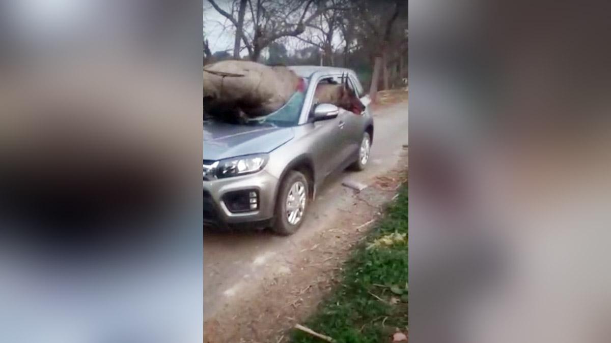 चलती हुई कार का शीशा तोड़कर अंदर घुसी नीलगाय