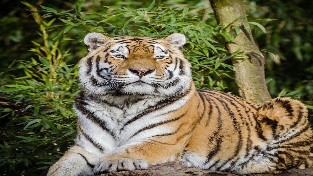 खेत में बैठे बुजुर्ग पर बाघ ने कर दिया अटैक, लोगों ने भागकर इस तरह बचाई जान. (Representative image)