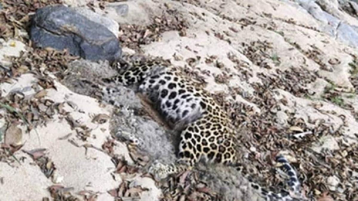 छत्तीसगढ़ में मृत मिला तेंदुआ, वन विभाग ने शव बरामद किया. (Photo: File)