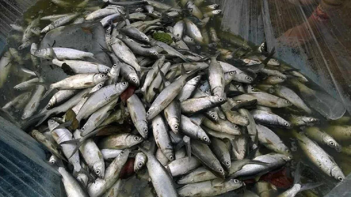 प्रतीकात्मक तस्वीर