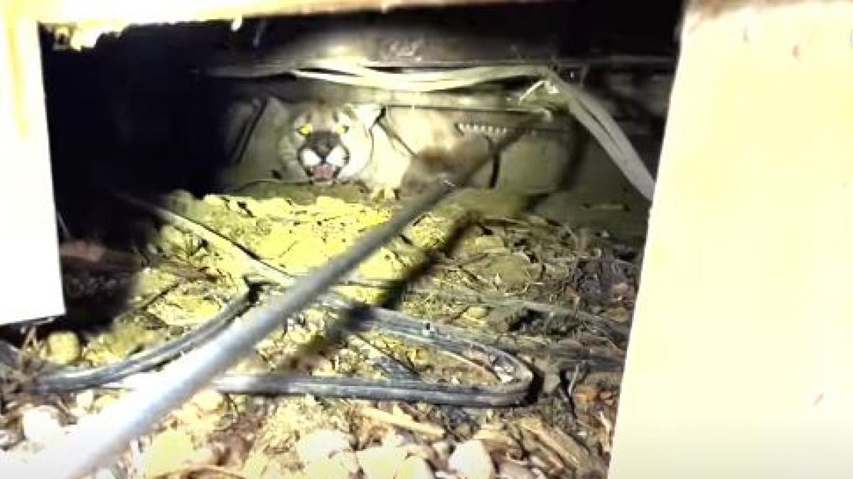 Mountain Lion / Youtube/Jason Clay