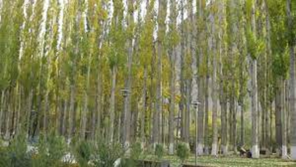 Poplar Tree Farming Benefits