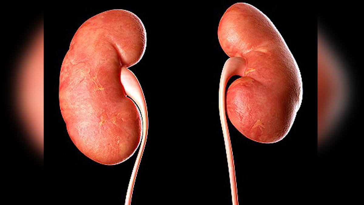 World Kidney Day: आयुर्वेद की औषधियां कर सकती है गुर्दा रोगों का सटीक इलाज. (प्रतीकात्मक फोटोः गेटी)