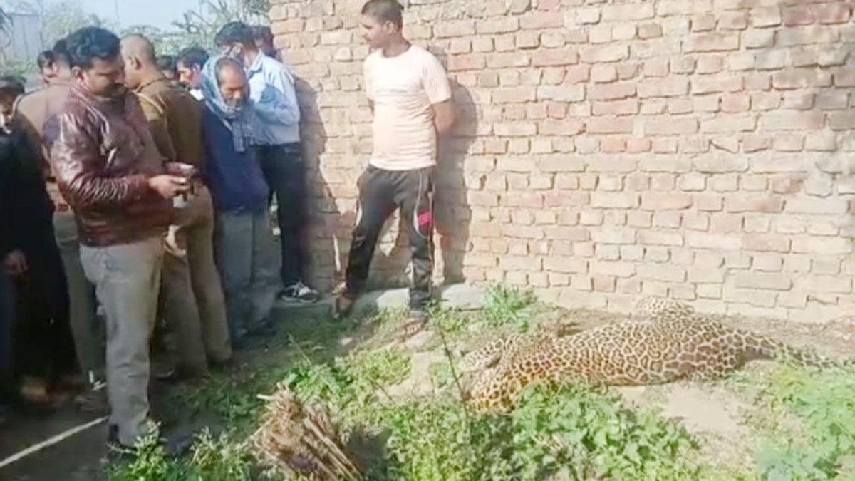 सचेंडी हाइवे के पास मिला तेंदुए का शव