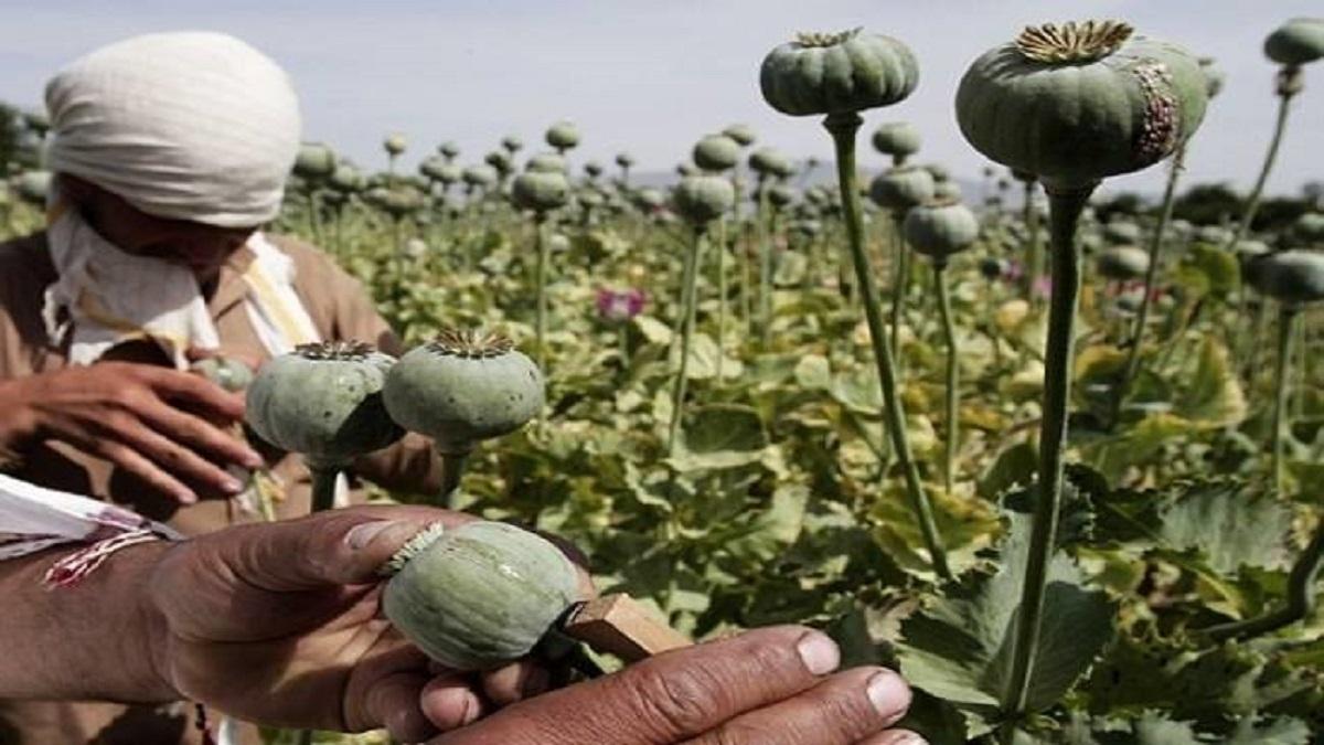 Opium cultivation: अफीम की खेती से किसान हो जाएंगे मालामाल, लाखों से करोड़ों में पहुंच सकता है मुनाफा - agriculture news farmers profit can reach from lakhs to crores by opium cultivation