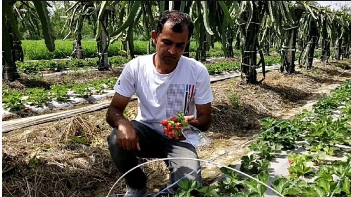 15 साल बाद नौकरी छोड़ गांव लौटा इंजीनियर, ड्रैगन फ्रूट की खेती ने किया मालामाल