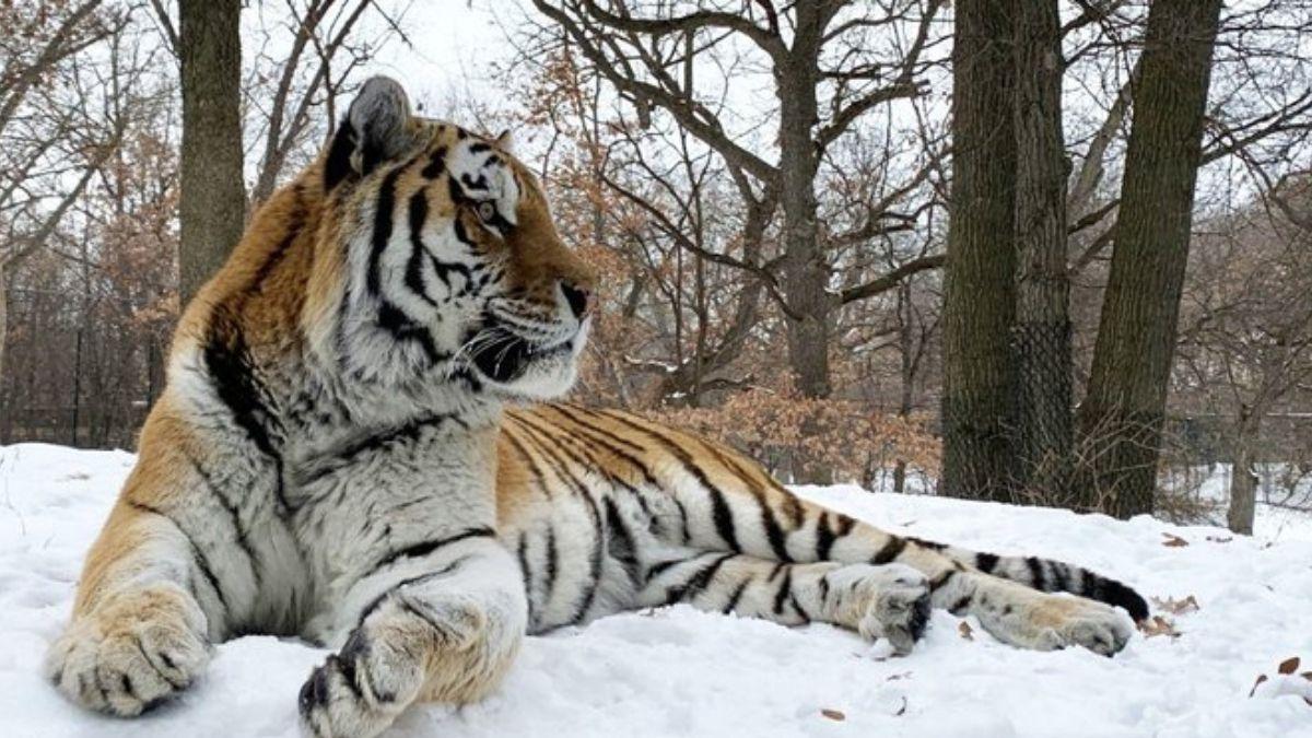 अमेरिका के चिड़ियाघर में 'पुतिन' को आया हार्ट अटैक, तमाम कोशिशों के बाद भी डॉक्टर नहीं बचा सके जान