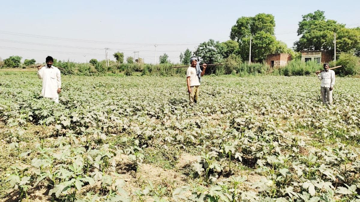 खेतों से सब्जियां चुरा रहे हैं चोर (फोटो-आजतक)