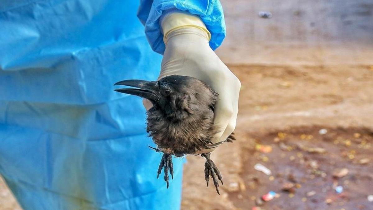 सांकेतिक तस्वीर